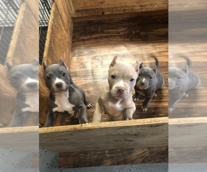 American Bully Puppy for sale in HEMET, CA, USA
