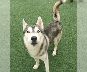 Huskies -Unknown Mix Dogs for adoption in McKinney, TX, USA