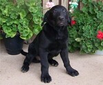 Small Photo #2 Labrador Retriever Puppy For Sale in WESTCLIFFE, CO, USA