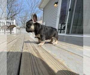French Bulldog Puppy for sale in NEW LISBON, NJ, USA