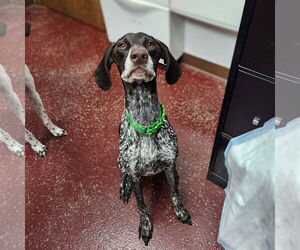 German Shorthaired Pointer-Unknown Mix Dogs for adoption in Fargo, ND, USA