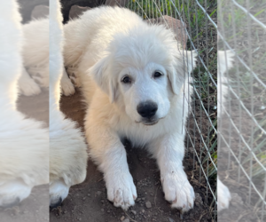 Great Pyrenees Puppy for sale in MONTROSE, CO, USA