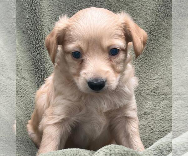 Medium Photo #2 Colonial Cocker Spaniel-Poodle (Miniature) Mix Puppy For Sale in San Diego, CA, USA