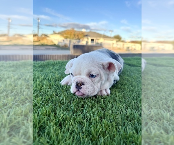 Medium Photo #1 English Bulldog Puppy For Sale in FRESNO, CA, USA