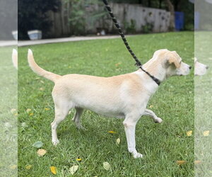 Sunshine - Female Mutt Dog for Adoption - Photo #4