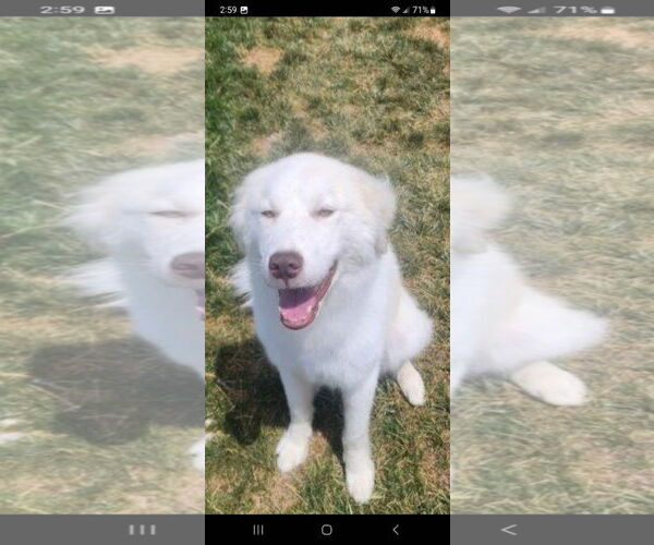Medium Photo #2 Great Pyrenees Puppy For Sale in Bountiful, UT, USA