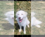Small #1 Great Pyrenees