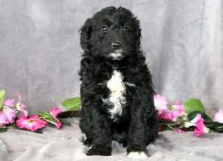 Bordoodle Puppy for sale in MOUNT JOY, PA, USA