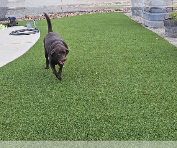 Medium Photo #3 Labrador Retriever Puppy For Sale in Clovis, CA, USA