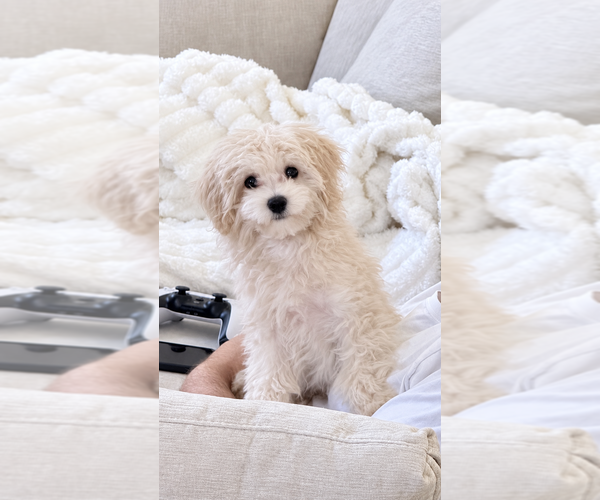 Medium Photo #3 Maltipoo (Toy) Puppy For Sale in MISSION VIEJO, CA, USA
