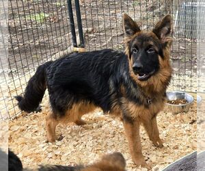 German Shepherd Dog Dogs for adoption in LOGANVILLE, GA, USA