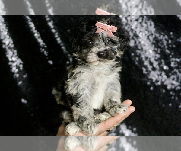 Medium Photo #2 Maltipoo Puppy For Sale in WARSAW, IN, USA