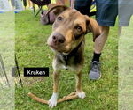 Small #1 Catahoula Leopard Dog