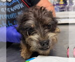 Small Mutt