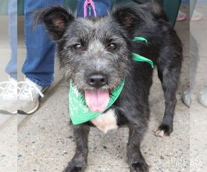Stella - Female Mutt Dog for Adoption - Photo #5