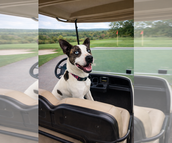 Medium Photo #1 Mutt Puppy For Sale in Euless, TX, USA