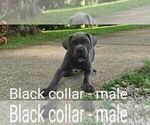 Small #1 Cane Corso