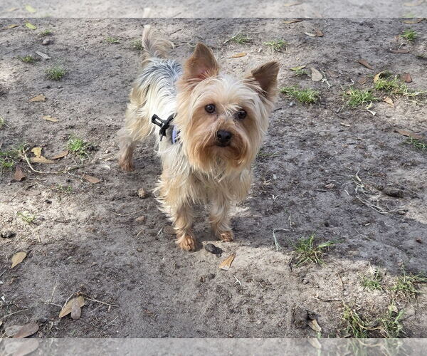 Medium Photo #2 Mutt Puppy For Sale in Spring, TX, USA