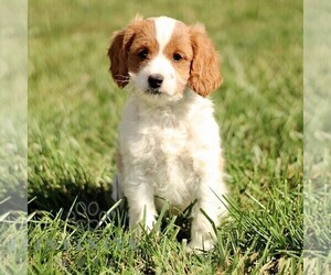 Cavapoo Puppy for sale in BIRD IN HAND, PA, USA