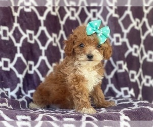 Cockapoo-Poodle (Miniature) Mix Puppy for sale in LAKELAND, FL, USA