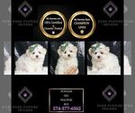 Puppy Powder AKC Maltese