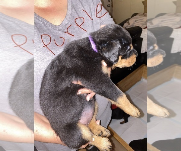 Medium Photo #4 Rottweiler Puppy For Sale in AIKEN, SC, USA
