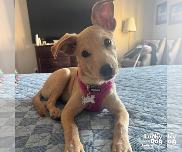 Medium Photo #2 Labrador Retriever-Unknown Mix Puppy For Sale in Washington, DC, USA