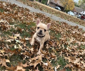 French Bulldog Puppy for sale in CINCINNATI, OH, USA