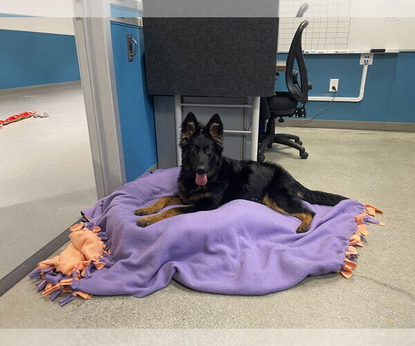 Medium Photo #3 Mutt Puppy For Sale in Salinas, CA, USA