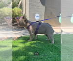 Small #8 French Bulldog