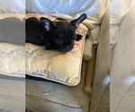 Small Photo #9 French Bulldog Puppy For Sale in WOODRUFF, SC, USA