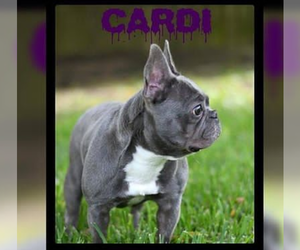 French Bulldog Puppy for sale in SUGAR LAND, TX, USA