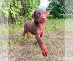 Small Photo #20 Doberman Pinscher Puppy For Sale in CHEYENNE, WY, USA