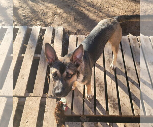 Medium Photo #4 American Pit Bull Terrier-Unknown Mix Puppy For Sale in Polson, MT, USA