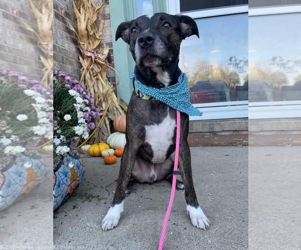 Medium Photo #7 Mutt Puppy For Sale in Germantown, OH, USA