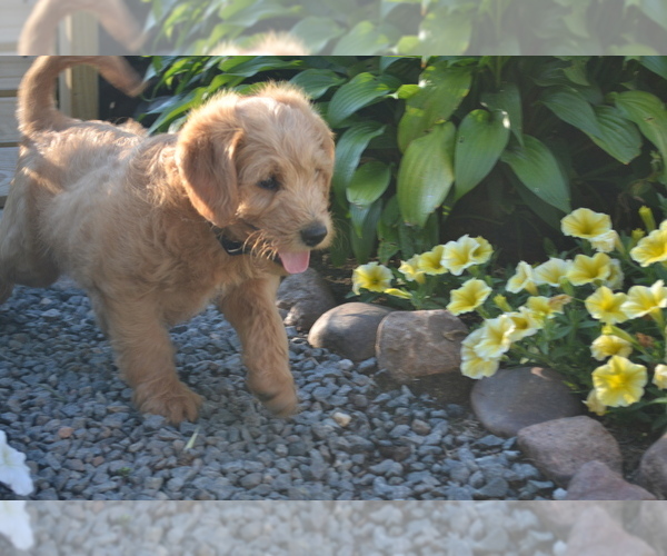 Medium Photo #4 Labradoodle Puppy For Sale in GREENWOOD, WI, USA