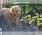 Small Photo #4 Labradoodle Puppy For Sale in GREENWOOD, WI, USA