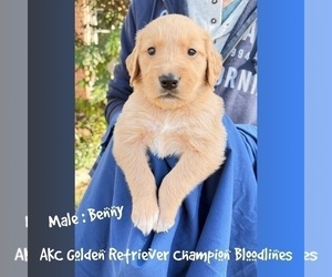 Golden Retriever Puppy for sale in SUGAR LAND, TX, USA