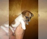 Small Photo #5 Cheeks Puppy For Sale in MOUNT DORA, FL, USA