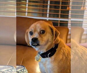 Jax- precious pug - Male Puggle Dog for Adoption - Photo #8