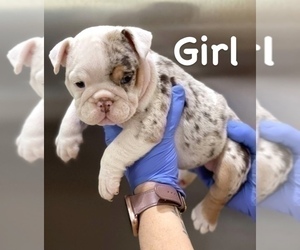 English Bulldog Puppy for sale in SAN FRANCISCO, CA, USA