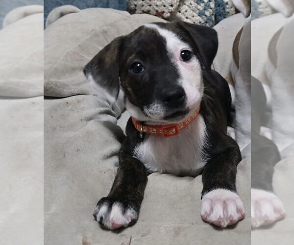 Medium Photo #1 American Staffordshire Terrier-Unknown Mix Puppy For Sale in Duluth, MN, USA