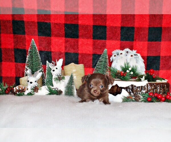 Medium Photo #1 Chihuahua Puppy For Sale in CHARLESTON, AR, USA