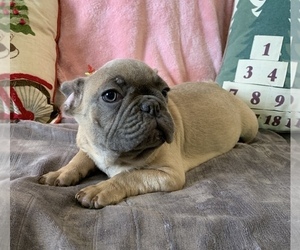 French Bulldog Puppy for sale in JOHNS ISLAND, SC, USA