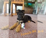 Small Photo #1 German Shepherd Dog Puppy For Sale in BLUFFTON, IN, USA