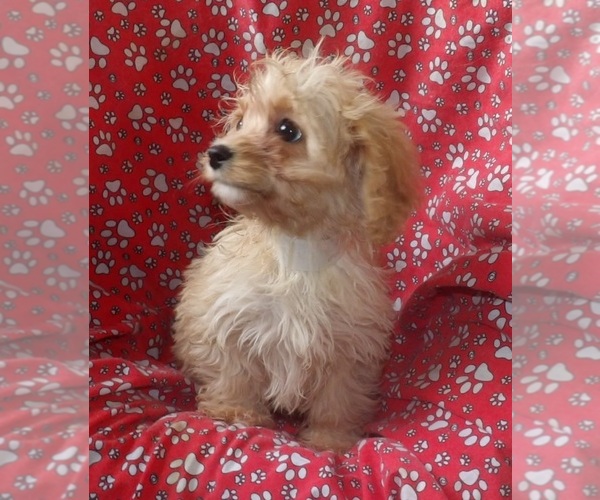 Medium Photo #2 Cavachon Puppy For Sale in PATERSON, NJ, USA