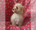 Small #1 Cavachon