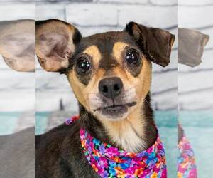 Chihuahua-Unknown Mix Dogs for adoption in Kennesaw, GA, USA