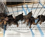 Small Photo #8 Doberman Pinscher Puppy For Sale in LOS ANGELES, CA, USA