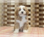 Small #2 Bernedoodle (Miniature)